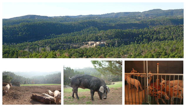 Entorn de la casa i la granja de Bechs Entorn de la casa i la granja de Bechs a Viver i Serrateix, a la comarca del Berguedà
